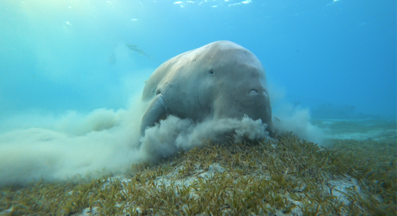 Dugongs eat weed. K4 Fins